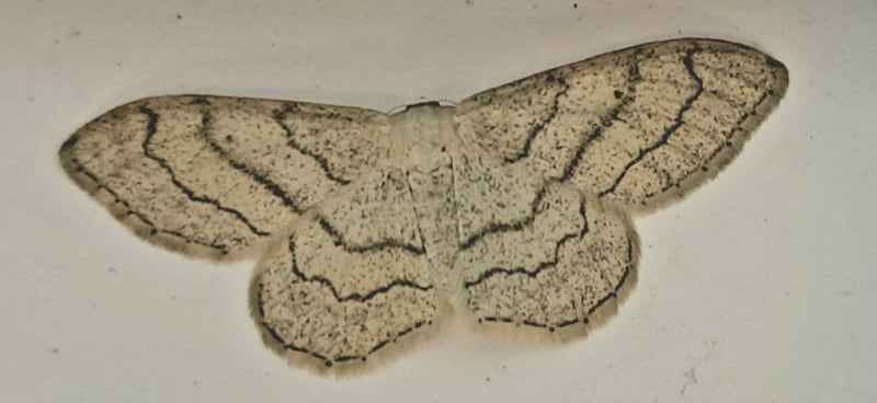Riband wave moth. Photograph: Catherine Coakley