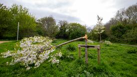 What’s behind tree vandalism? ‘People really do feel the loss of these trees very, very deeply’