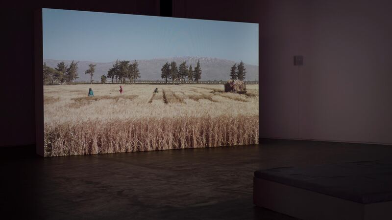 Jumana Manna, Wild Relatives (2018) installation view. Courtesy of the artist and the Douglas Hyde Gallery, 2019. Photograph: Louis Haugh