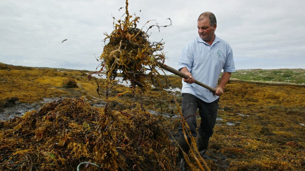 Johnny Cloherty harvesting seaweed near Carna, Co Galway. Photograph: Joe O’Shaughnessy