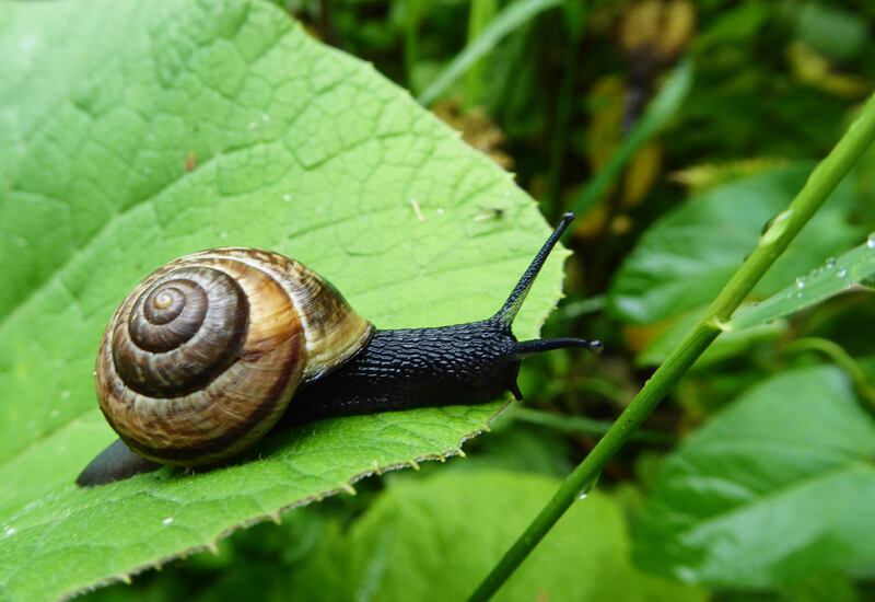 Now, as slugs and snails emerge from winter hibernation, hungry to both feed and breed, is when the risk is at its greatest. Photograph: iStock