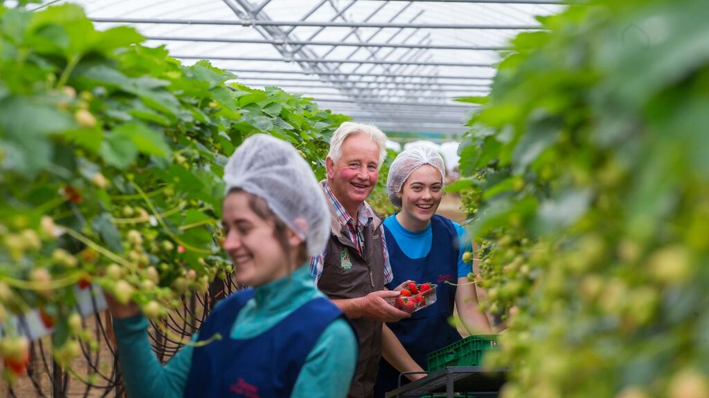 Fruit pickers Ashlynn O’Leary and Aoife Guiney with Jimmy Kearns, owner of Kearns Fruit Farm outside Enniscorthy in Co Wexford. Photograph: Patrick Browne