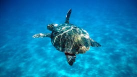 Turtle numbers stranded on British and Irish shores rise over winter