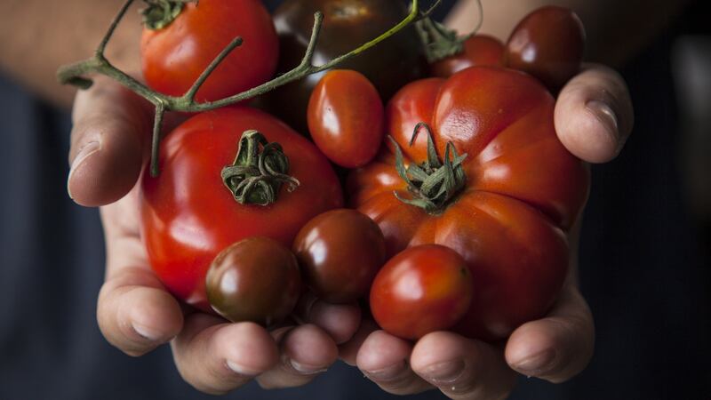 There are up to 25,000 varieties of tomato. Photograph: Getty Images