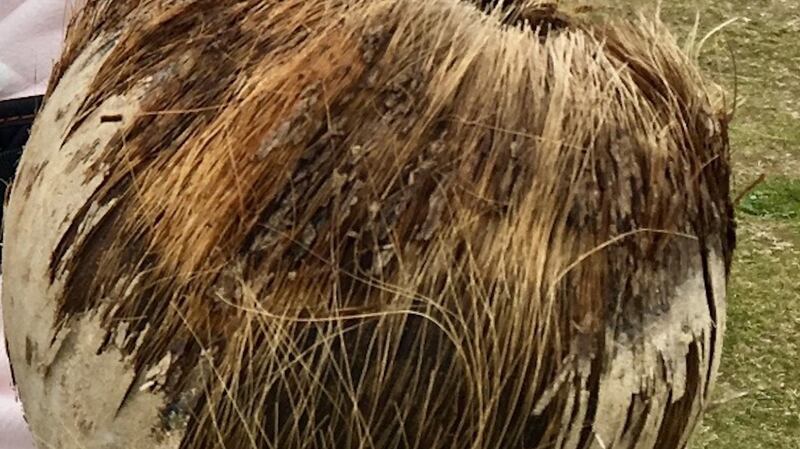 Coconut washed up on Fintra beach, Killybeggs
