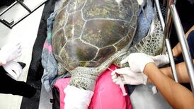 ‘Piggy bank’ turtle dies in Thailand after swallowing good luck coins