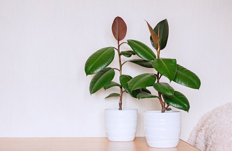 Rubber plant (Ficus elastica)