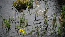 Need to ward off evil spirits? Try this flower of the river Shannon