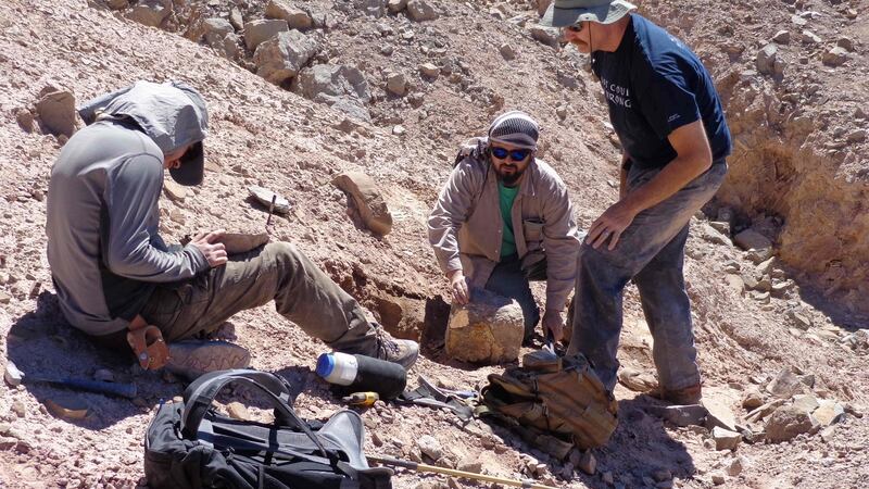 Scientists recover pterosaur fossils in the Atacama Desert, northern Chile, in 2013. File photograph: Getty