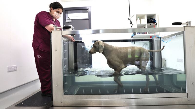 Zoe Clyne with Dickie at Veterinary Specialists Ireland, in Clonmahon, Summerhill, Co Meath. Photograph: Dara Mac Dónaill