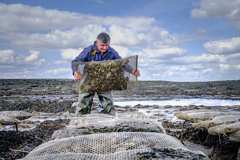 Micheal Kelly turning oyster bags and working on their farm in south Galway Bay. Photograph: Markus Voetter/Cuan Beo