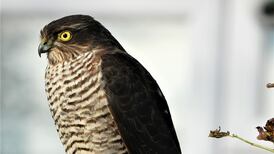 What’s this bird that’s been in my garden lately? Readers’ nature queries