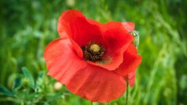 Poppies: How to grow a flower that symbolises the bittersweet nature of a summer garden