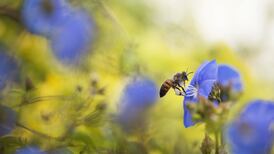 How tidy towns became eco-centres