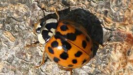 Study calls for photos of ‘invasive’ harlequin ladybirds