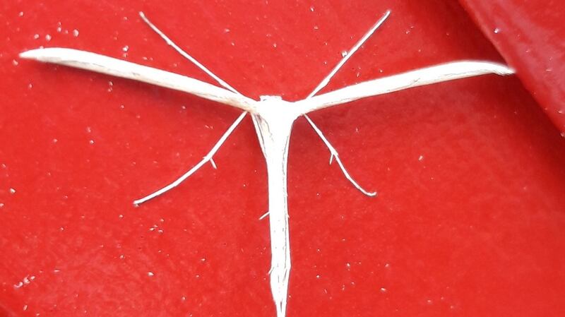 The white plume moth