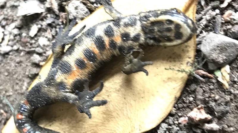 Newts take three months to mature.