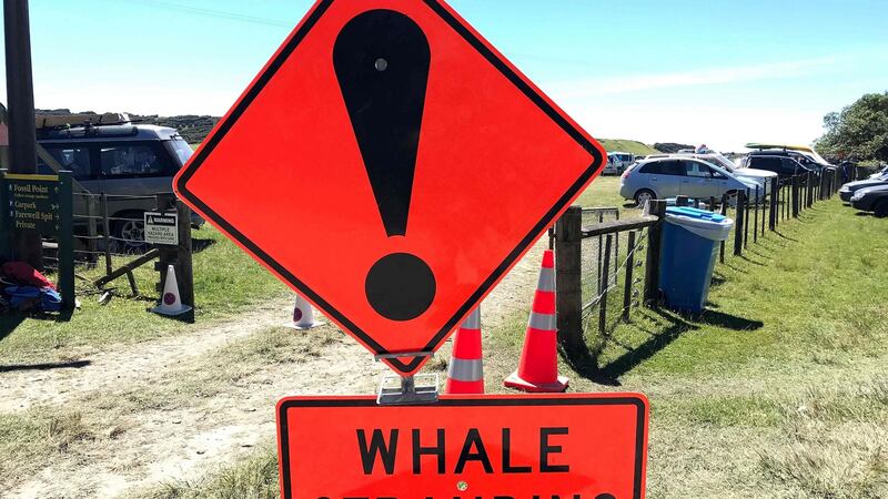 A whale stranding sign at Farewell Spit in New Zealand. Photograph: AFP/Getty Images