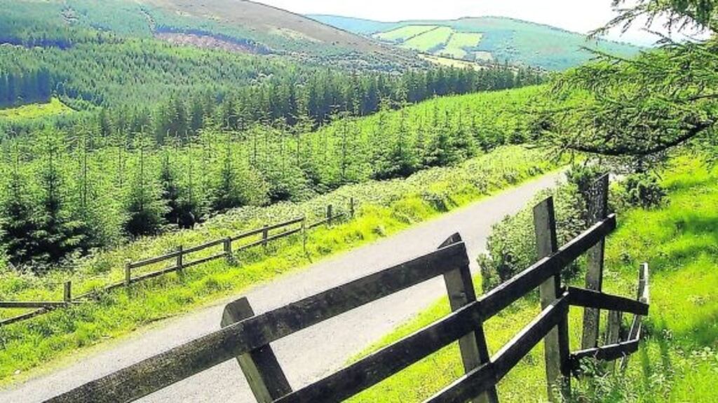 I conclude that the central Slieve Blooms are unlikely to be so silent on my next visit.