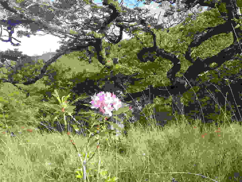 Rhododendron threat: one of the plants in the formerly cleared Eamonn’s Wood, in Killarney National Park, last week. Photograph: Bill Quirke/Groundwork