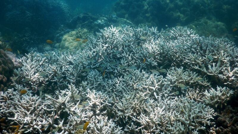 Coral bleached at Lizard Island, Great Barrier Reef off the eastern coast of northern Australia. Photograph: David Bellwood/ARC Centre of Excellence for Coral Reef Studies/AP