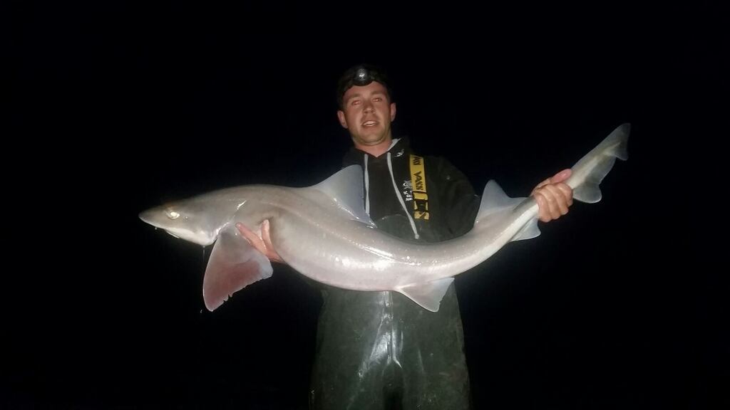 New Irish record smooth hound of 11.27kg for Dean Quigley from Kilmore, Co Wexford