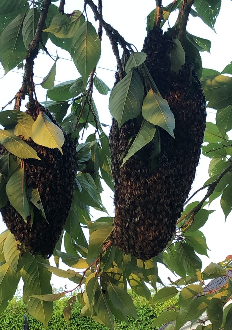 Bee swarms. Photograph supplied by Fred Fitzsimons