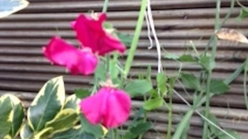 Eyes on nature: Val Boylan’s sweet peas in Shankill, in south Co Dublin