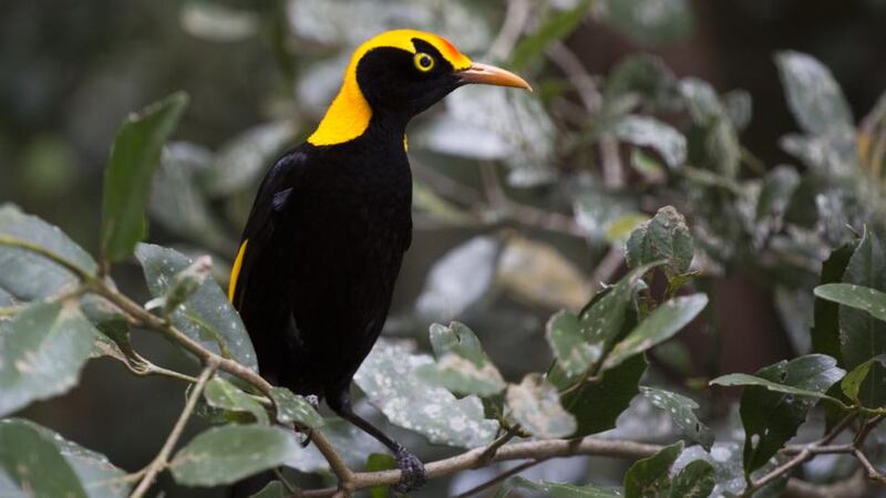 Private dancer: a regent bowerbird, a species that Greer still sees unusually close to ground level around her house. Photograph: Mastamak/Getty