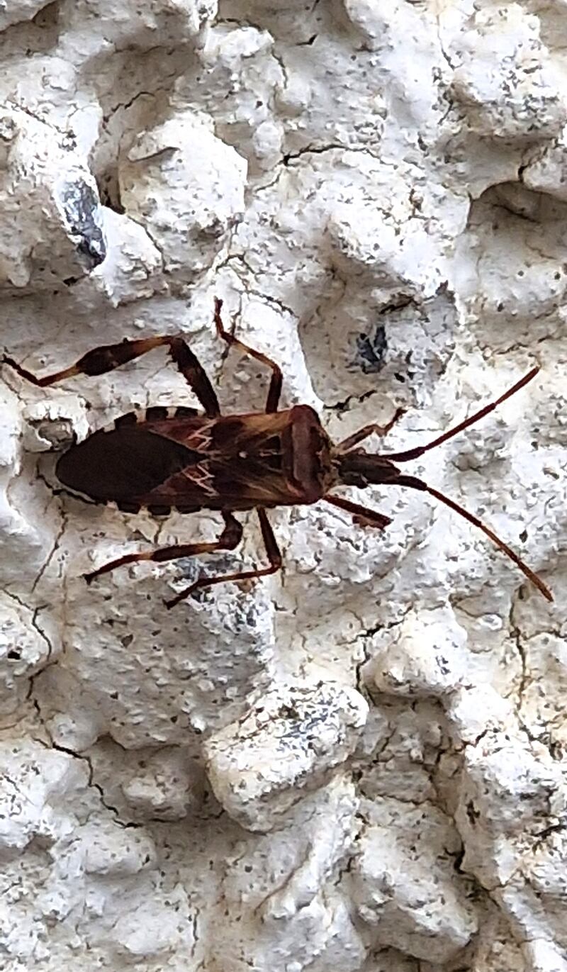 Western conifer pine bug. Photograph supplied by Denis Cody