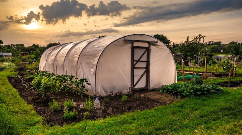 If you have a polytunnel or glasshouse, then April is when all of that precious protected growing space starts to quickly fill up. Photograph: Getty