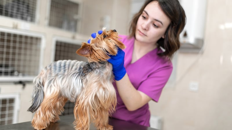 Veterinary science is highly competitive in Ireland with very high points requirements. Photograph: iStock
