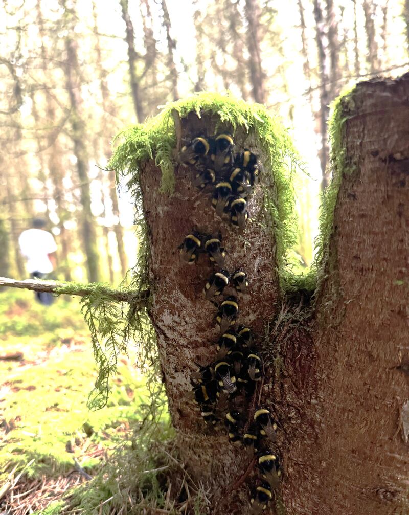 White-tailed bumblebees. Photograph: Flynn Wolpert