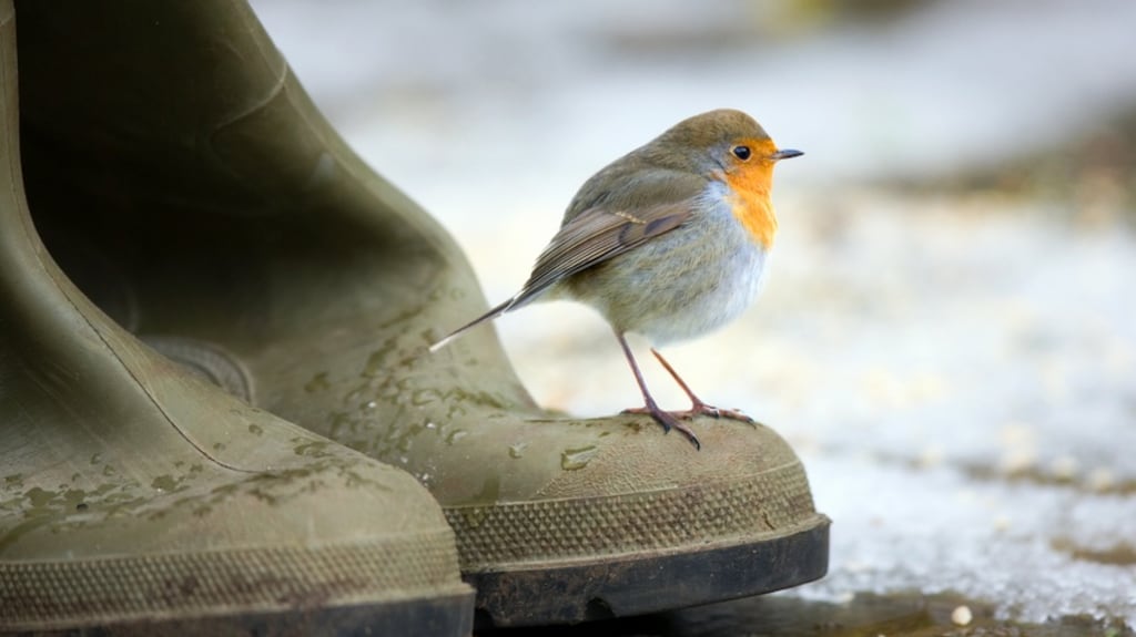 A Macra na Feirme survey finds most people think “peace and quiet” is a positive aspect of living in the countryside.