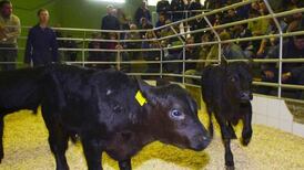 Government urged to protect live cattle export trade in wake of TLT liabilities
