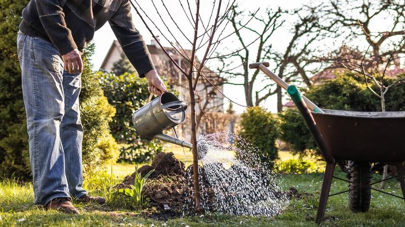Generously water the tree immediately after planting. Photograph: iStock