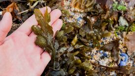 New seaweed markets could be a boon for harvesters