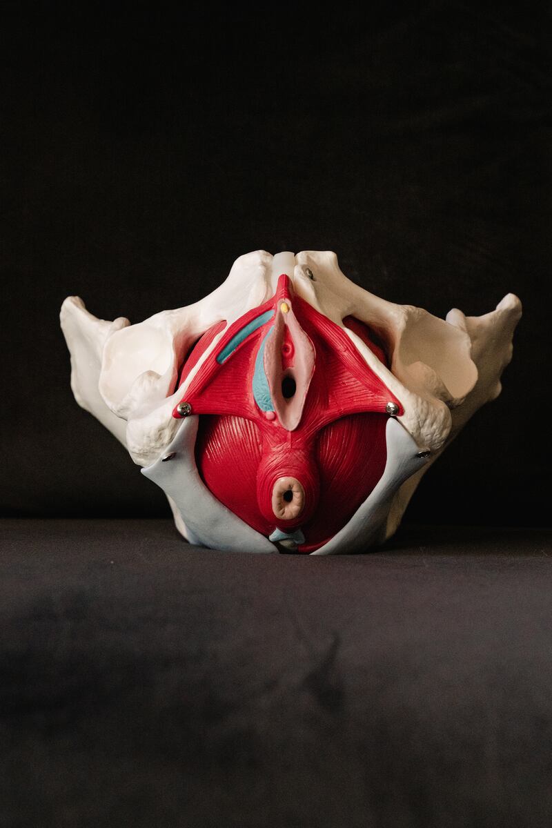 A model of the pelvis in Dr Rachel Rubin's office. Photograph: Shuran Huang/The New York Times