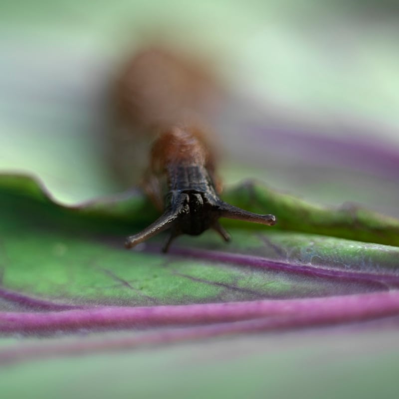 Consider using beer traps to catch slugs, instead of chemical poisons which can harm other wildlife and pets