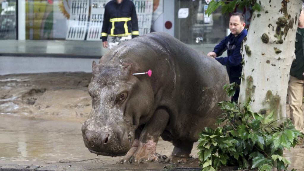 A man directs a hippopotamus after it was shot with a tranquilizer dart on a flooded street in Tbilisi, Georgia, on Sunday. The Emerging Ireland rugby squad were ordered not to leave the hotel while wild animals prowled the streets. Photograph: Beso Gulashvili/Reuters