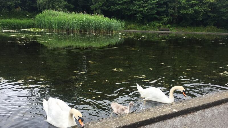 Swan family in Bushy Park. Photograph: Ellen O’Riordan