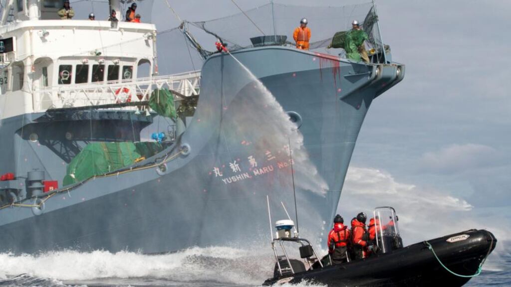 Japanese whaling vessel Yushin Maru No 3 sprays water cannons at anti-whaling Sea Shepherd activists in a dinghy  in the Southern Ocean in February 2011. The International Court of Justice has said no further scientific whaling licences should be issued. Photograph: Gary Stokes/Sea Shepherd/Reuters