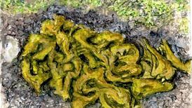 Mystery of seasonal moisture: blobs of goo also known as ‘star jelly’