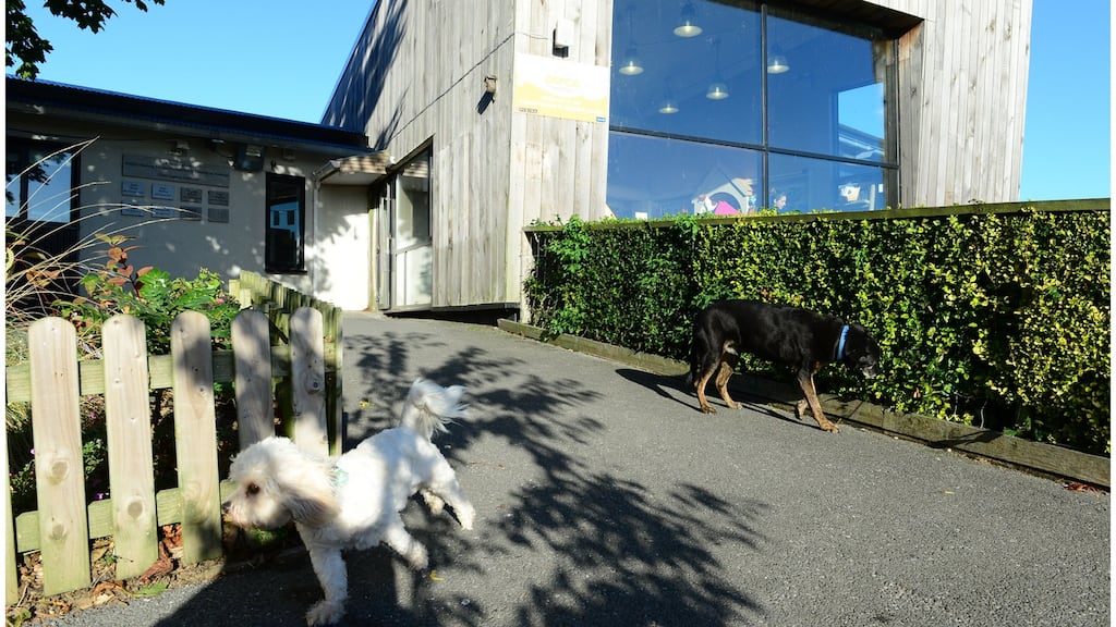 The DSPCA shelter in Rathfarnham. File photograph: Bryan O’Brien / The Irish Times