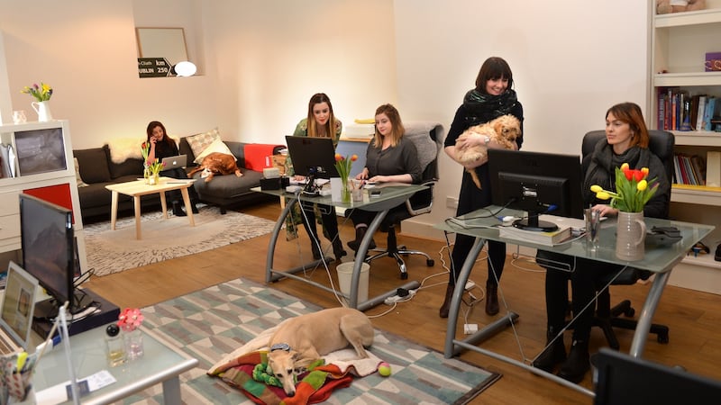 Staff at Host PR, from right,  Maeve Shannon, Breffni O’Dwyer, Lucy Finnegan, Maggie McMenamin and Karen Glackin, with dogs Sadie, Flee and Bishop, at their office in South William Street, in Dublin. Photograph: Dara Mac Dónaill / The Irish Times