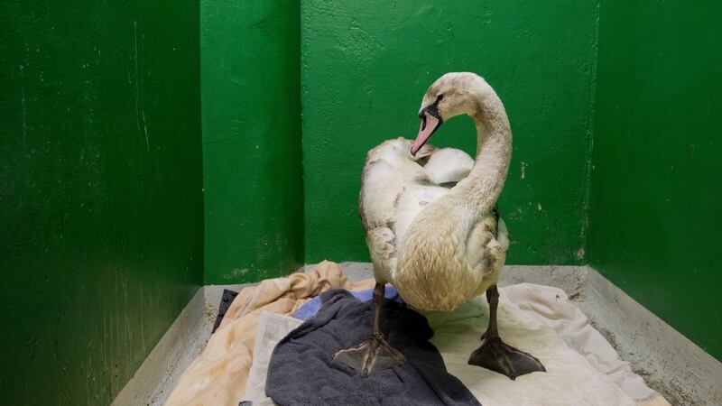 A recued swan at Kildare Animal Foundation. Photograph: Brenda Fitzsimons