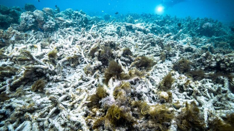 Marine heatwaves can have devastating effects on marine wildlife and cause coral bleaching on tropical reefs.. Photograph: Kyodo News Stills via Getty Images