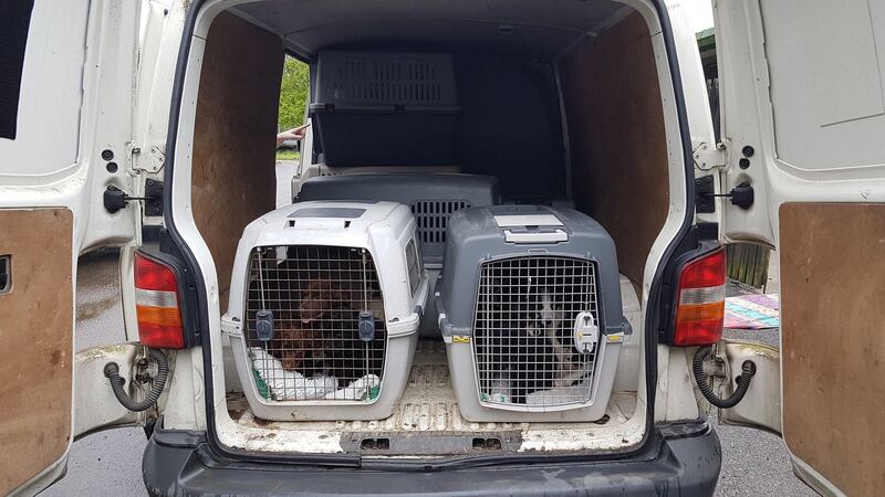 Some of the dogs found in a van in Cairnryan.