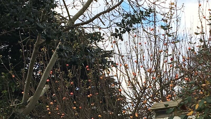 Eyes on nature: the December apples that David Mac Nulty saw over his wall, in the garden of the Portuguese embassy