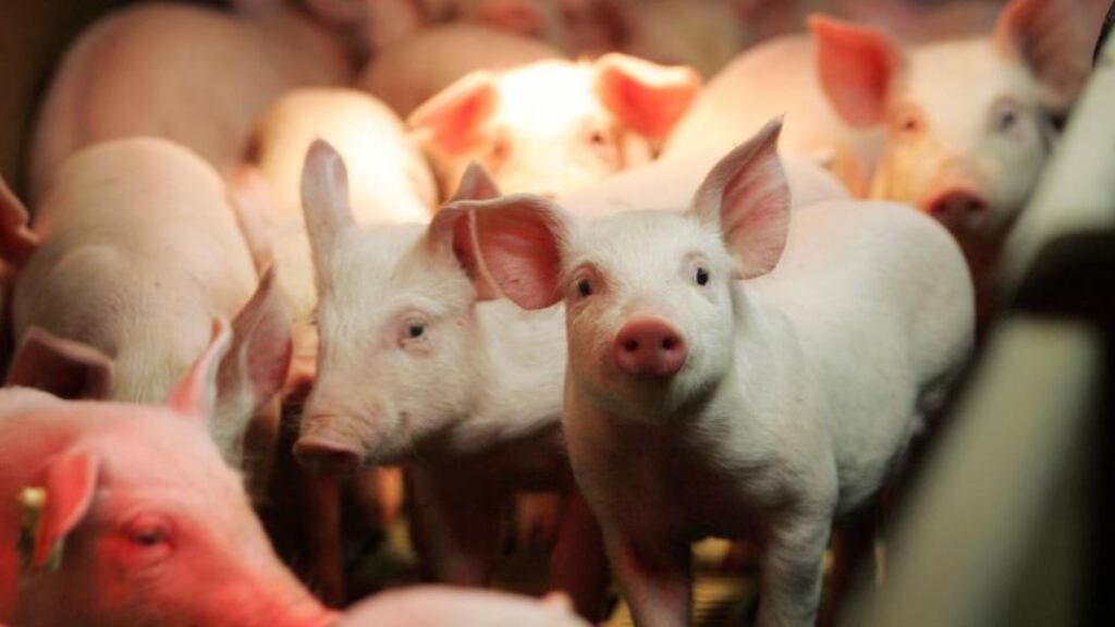 One claim about the special investigations unit suggested that a department official overseeing the slaughter of some 4,000 pigs handed a lump hammer to a farmer and told him to finish the job, after the bolt gun failed. File photograph: Alan Betson/The Irish Times
